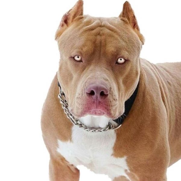 Profº Edimar PitBull